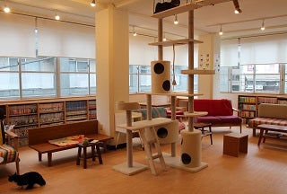 溝の口の猫カフェ 猫式 で癒やされる リビング田園都市web