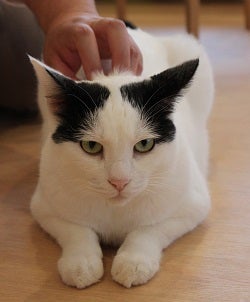 溝の口の猫カフェ 猫式 で癒やされる リビング田園都市web
