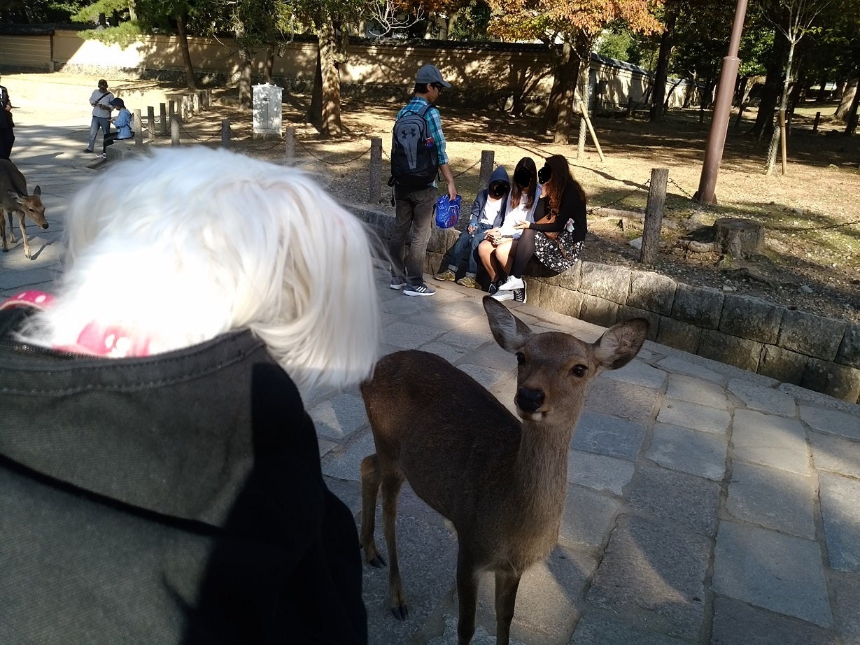 愛犬がシカと大仏様とご対面！すると、その時・・・ | リビング兵庫Web