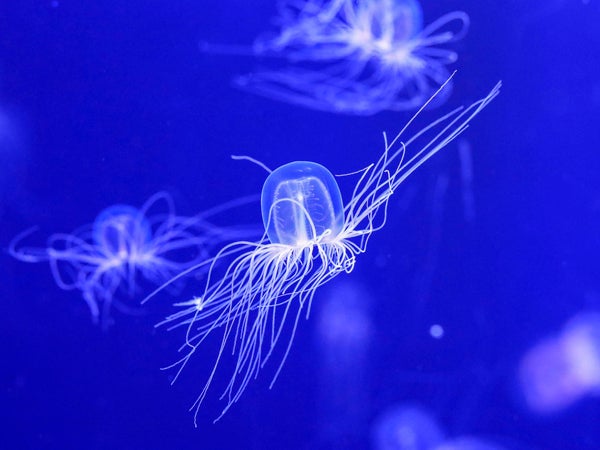 鴨川シーワールド ナゾ多きクラゲ カミクラゲ を期間限定展示 くらしのアンテナ リビングくらしナビ