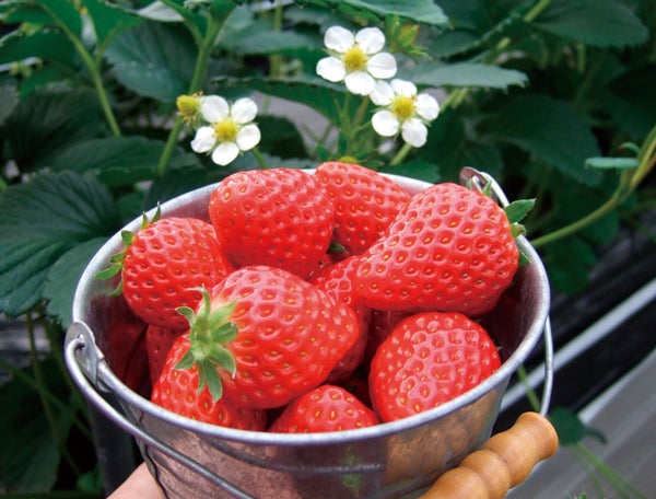 愛媛のイチゴ狩り 18スポットを紹介 あま い香りいっぱいのハウスへ イチゴ狩りに出かけよう リビングえひめweb