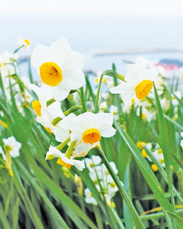 双海の水仙、松山の椿、東温市の牡丹、早春に出会う愛媛の花めぐり