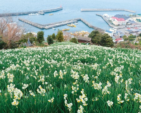 双海の水仙、松山の椿、東温市の牡丹、早春に出会う愛媛の花めぐり