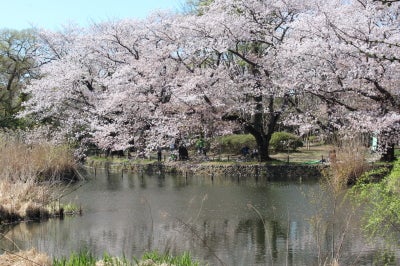 春は目前 中央線沿線の桜スポット名鑑19 特集 リビングむさしのweb