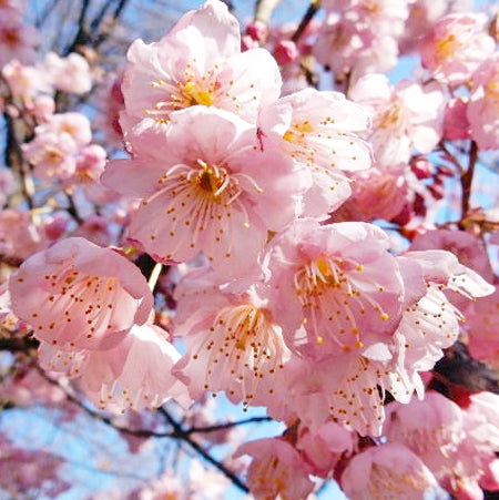 桜と追いかけっこ！？松山のまちなか桜カレンダー｜特集 | リビング