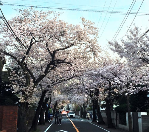 お花見特集19 横浜の桜の名所に出かけよう 特集 リビング横浜web