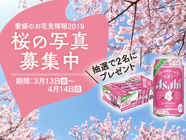 桜と追いかけっこ！？松山のまちなか桜カレンダー｜特集 | リビング