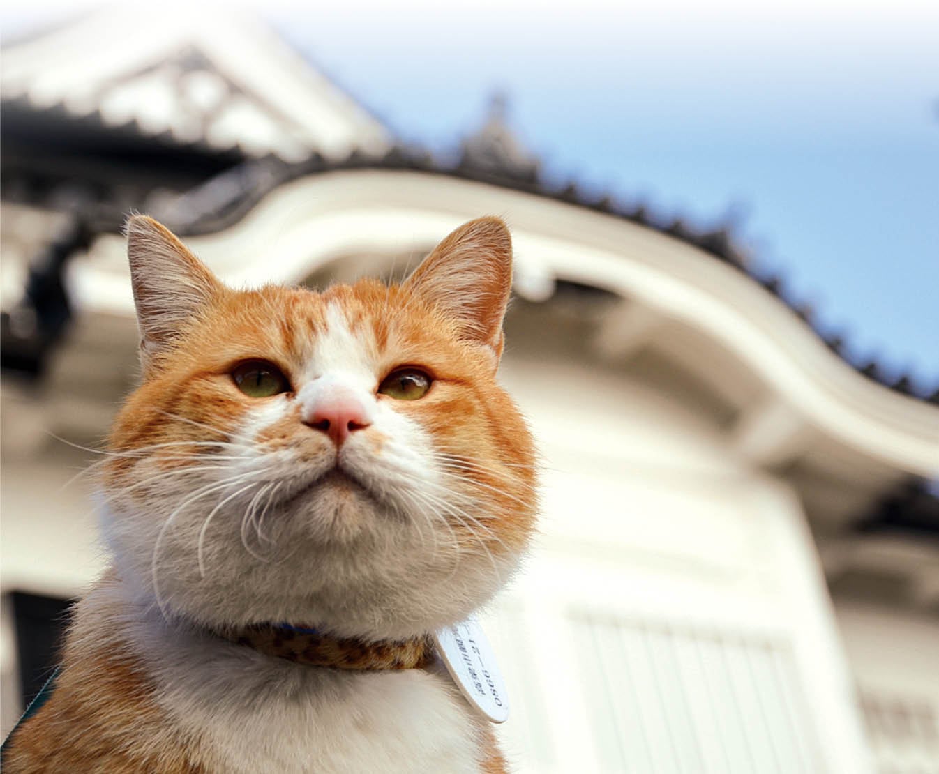 2月22日は猫の日 看板猫がおもてにゃし(1/2)｜特集 | リビング岡山Web