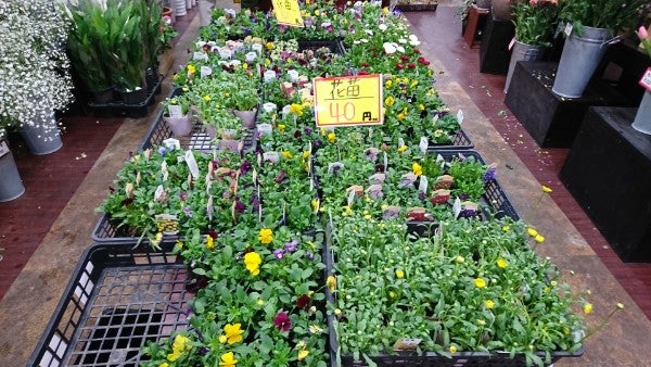 花をお手頃価格で 高槻センター街 お花のディスカウントショップ パレット リビング北摂web