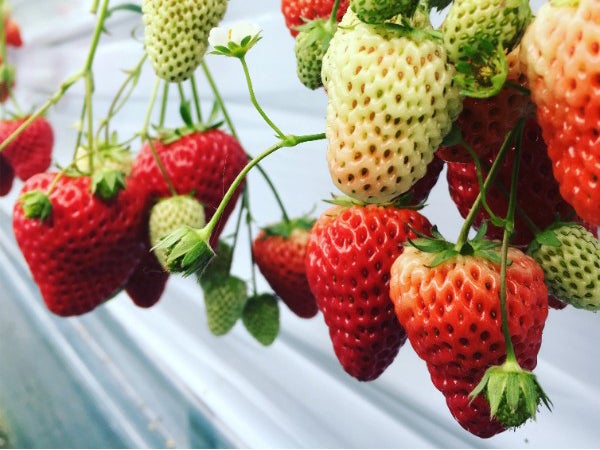 いちごの楽園 徳田いちご園 おいしい 楽しい 快適 大洲 リビングえひめweb