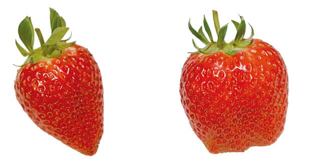 岡山いちご図鑑】真っ赤でかわいいフォルムにドキッ♥｜特集