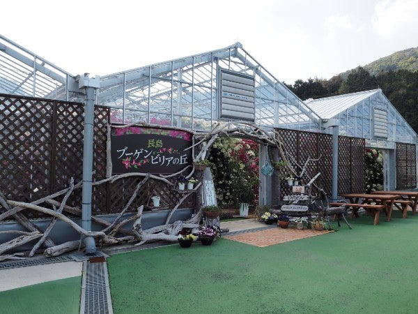 長島町 花フェスタ開催中 鮮やかな花々に癒される 長島ブーゲンビリアの丘 リビングかごしまweb