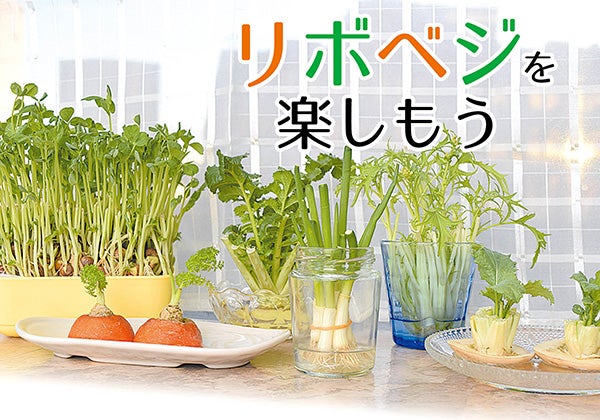 捨てずに育てる 再生可能な野菜はコレ リボベジを楽しもう リビング仙台web