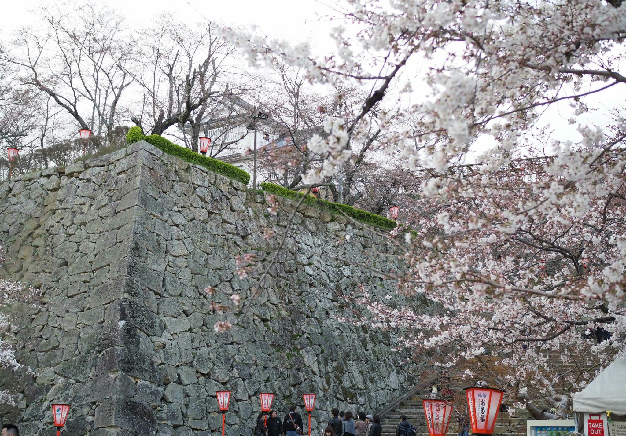 津山】見ごたえある花見がしたい方必見！1000本の桜が咲く鶴山公園
