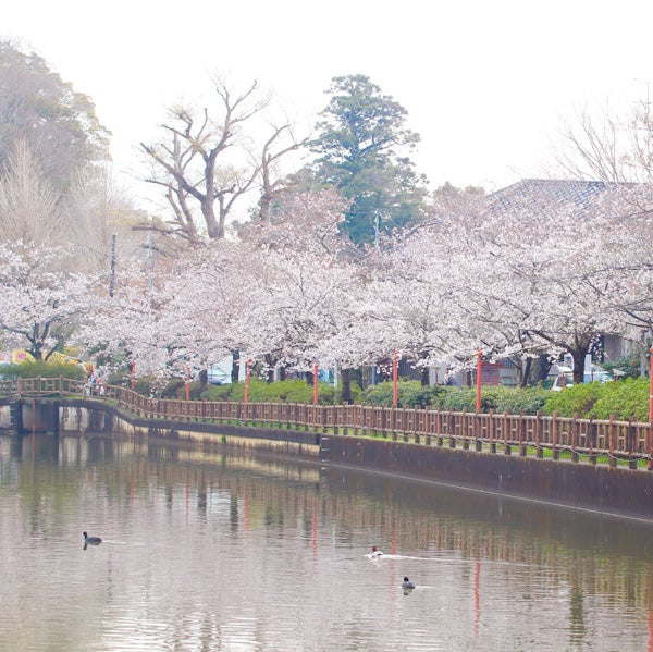 東金 お花見スポットランキング入り 桜の名所 八鶴湖 はっかくこ リビング千葉web