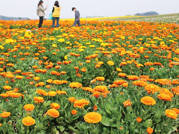 GWに出かけたい！絶景のお花畑スポット【2019年・東海の名所10選