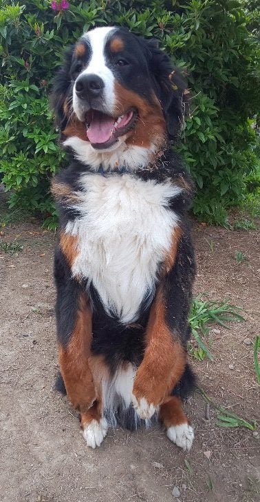 ルーカス成長記 知ってた 犬の成長痛 リビング大阪web
