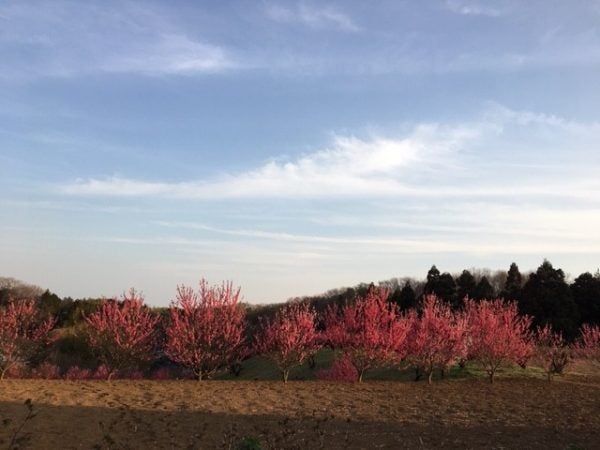 平成最後 住宅地の中にある 花桃の丘に出かけました 青葉区元石川町 リビング田園都市web