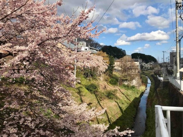 桜 プチお花見スポットをわんちゃんお散歩 リビング仙台web