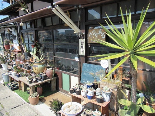 久米郡久米南町 植物とコーヒー 多肉植物屋たなかまる リビング岡山web