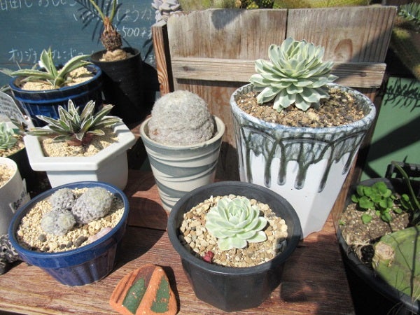 久米郡久米南町 植物とコーヒー 多肉植物屋たなかまる リビング岡山web