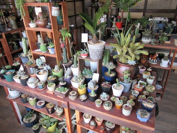 久米郡久米南町 植物とコーヒー 多肉植物屋たなかまる リビング岡山web