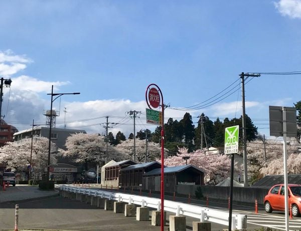 桜 プチお花見スポットをわんちゃんお散歩 リビング仙台web