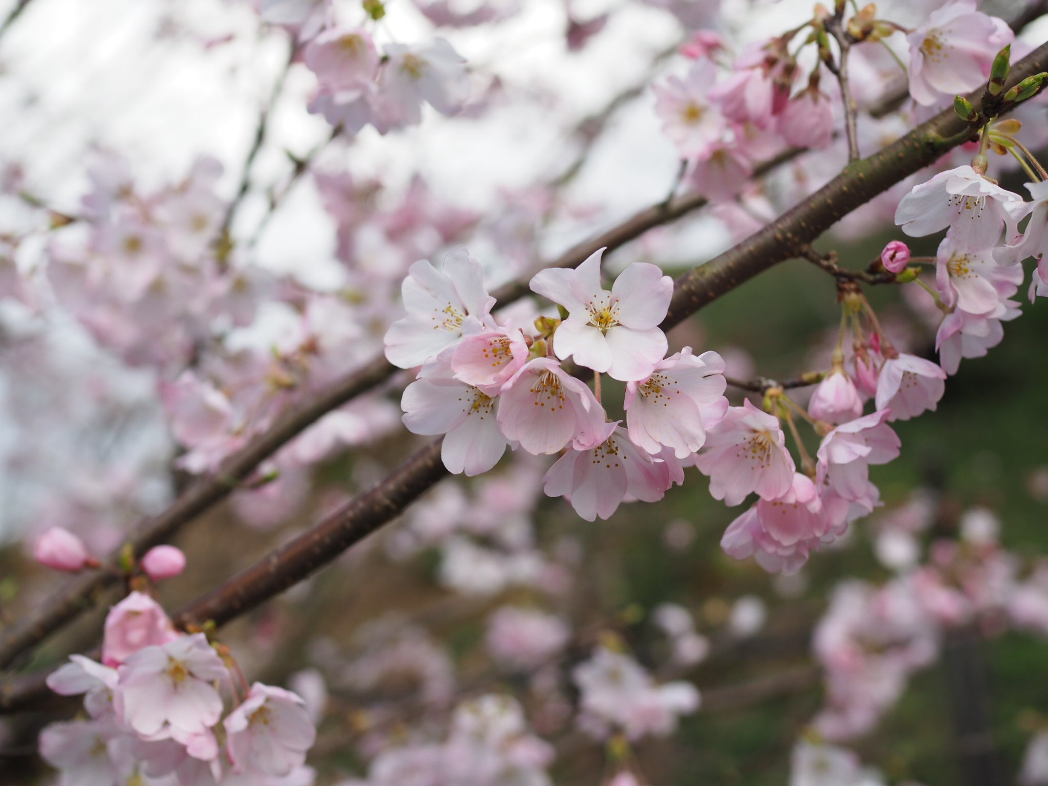 津山】見ごたえある花見がしたい方必見！1000本の桜が咲く鶴山公園