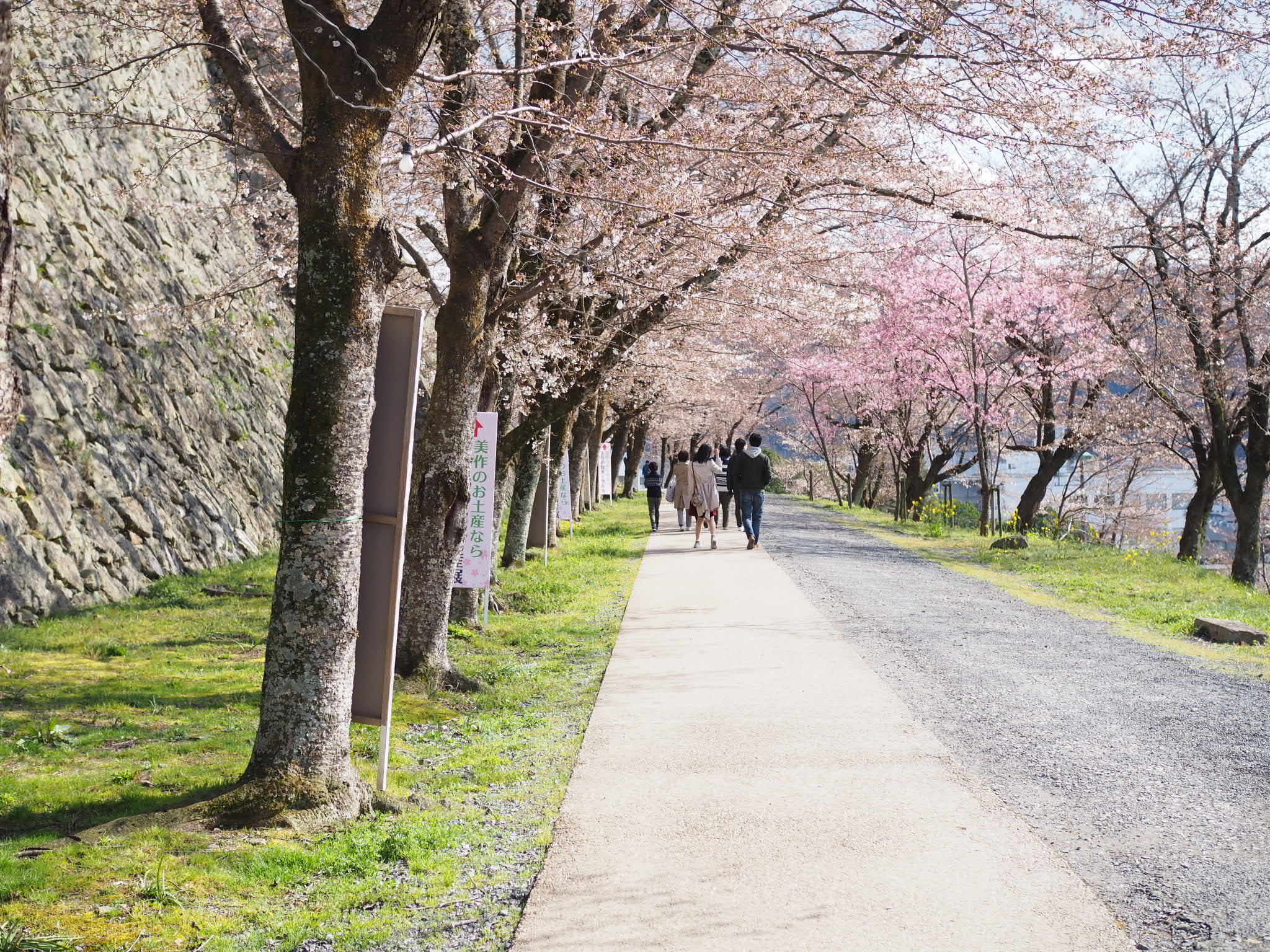 津山】見ごたえある花見がしたい方必見！1000本の桜が咲く鶴山公園