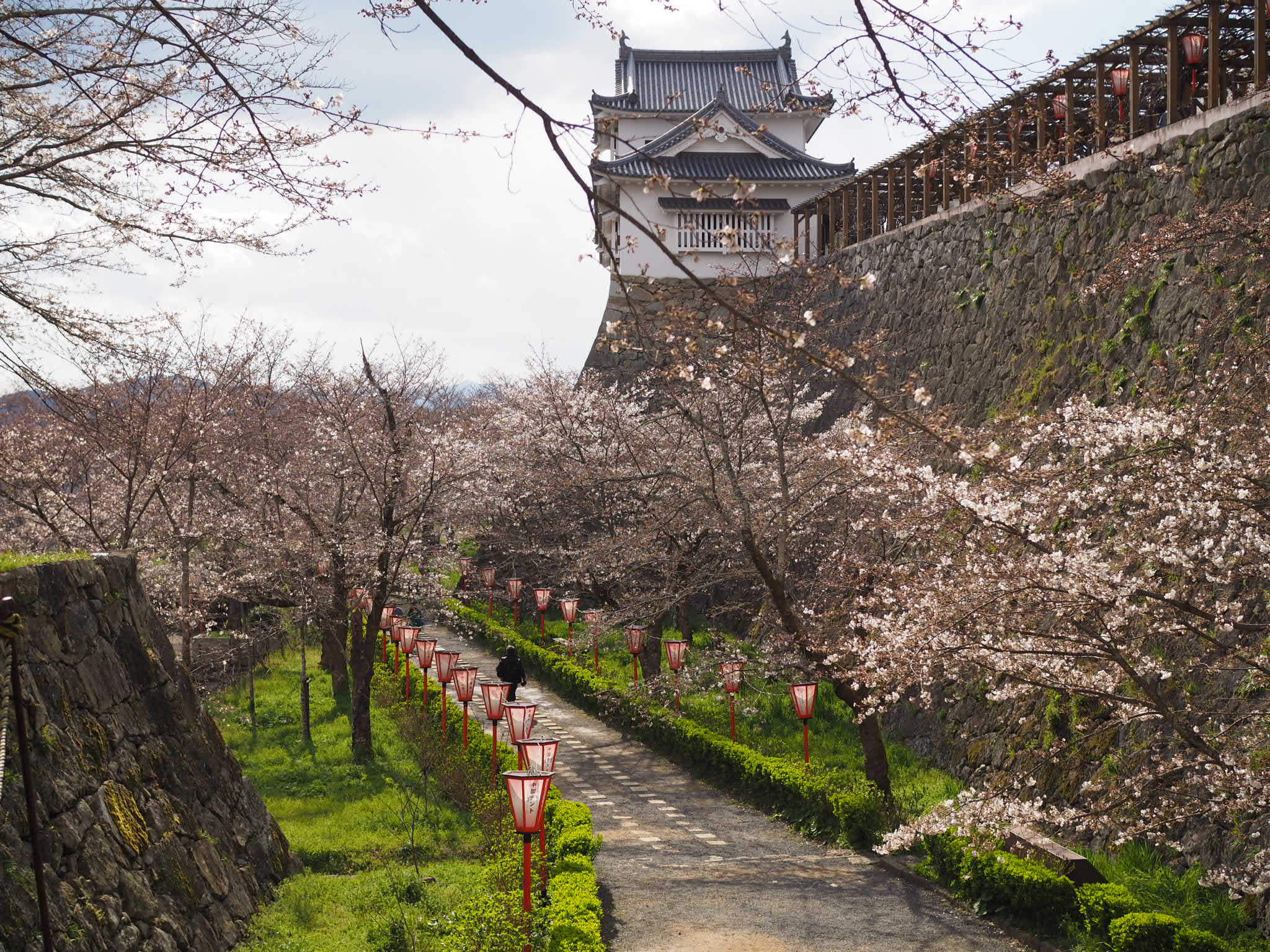 津山】見ごたえある花見がしたい方必見！1000本の桜が咲く鶴山公園