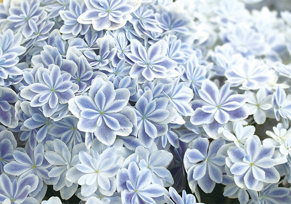 花と緑に癒されるgw 母の日ギフトも多数ラインナップ ガーデンガーデン リビング仙台web