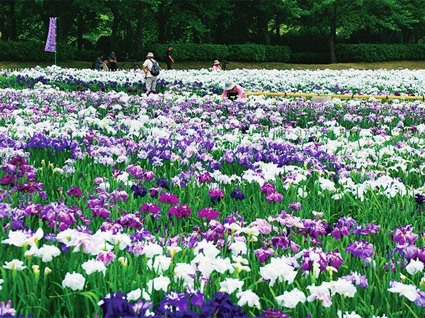Gwに出かけたい 絶景のお花畑スポット 19年 東海の名所10選 特集 リビング名古屋web