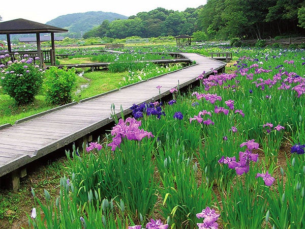お花畑 2022年最新｜春・GW（ゴールデンウィーク）はお花畑「千葉県
