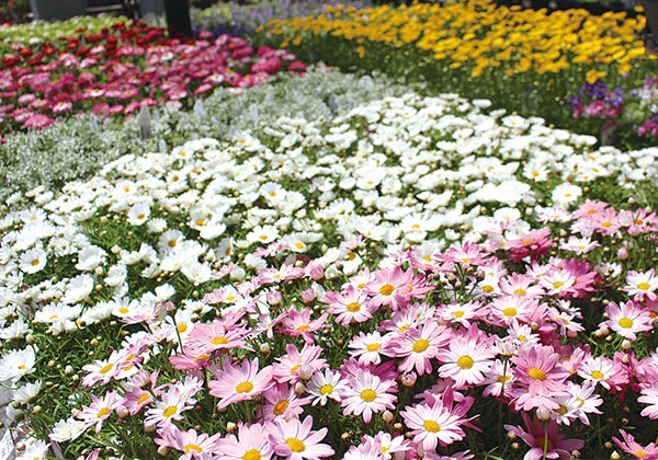 花と緑に癒されるgw 母の日ギフトも多数ラインナップ ガーデンガーデン リビング仙台web