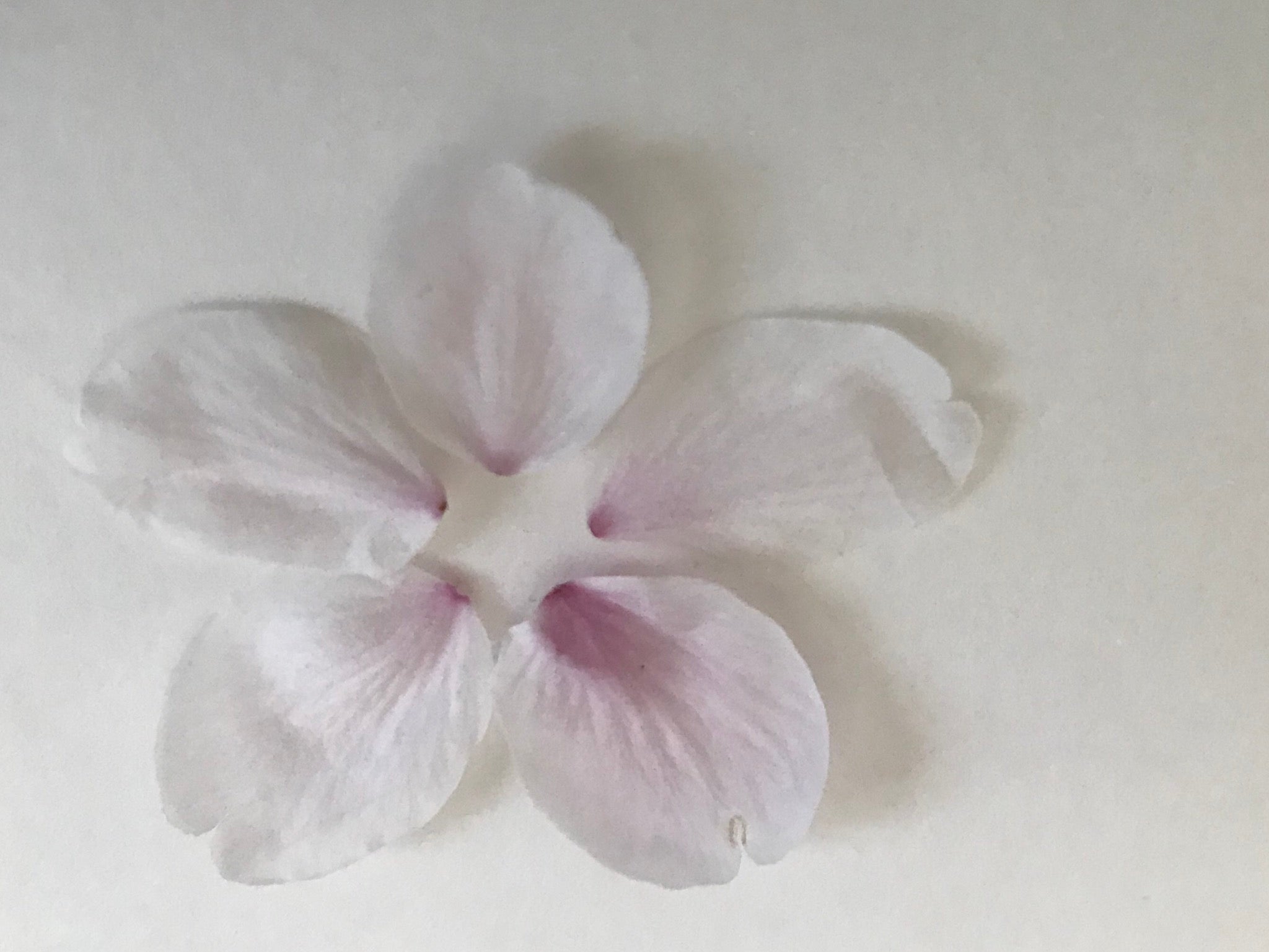 桜の花びらでしおり作り リビングメイト 趣味 南国好き母の虹色ライフ リビングメイト リビングくらしナビ 桜の花びらでしおり作り リビングメイト 趣味 南国好き母の虹色ライフ リビングメイト リビングくらしナビ