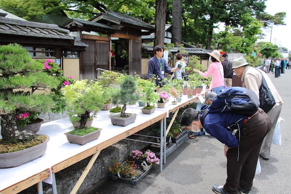 国内外から注目されている盆栽の祭典 5 3 金 祝 5 日 祝 第36回大盆栽まつり リビング埼玉web