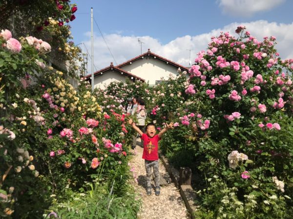 今が見ごろ 国分寺駅近のバラ園 イングリッシュガーデン ローズカフェ リビング多摩web 今が見ごろ 国分寺駅近のバラ園 イングリッシュガーデン ローズカフェ リビング多摩web