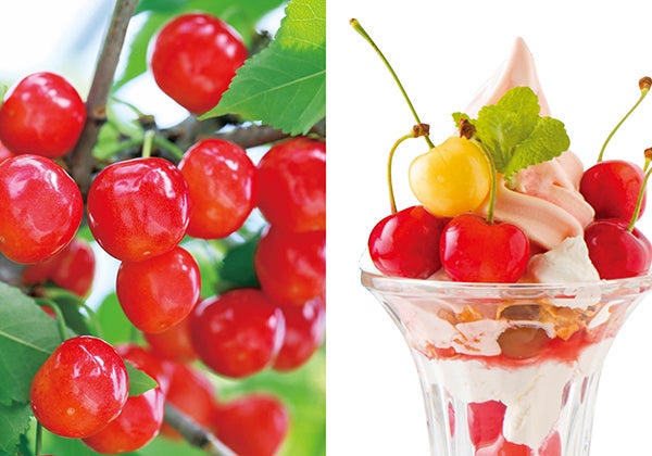 さくらんぼの季節がやってきた 山形さくらんぼ狩り イベント情報 リビング仙台web