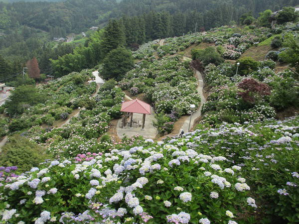 霧の森大福 の故郷で咲く2万株の紫陽花 愛媛県新宮 リビングえひめweb