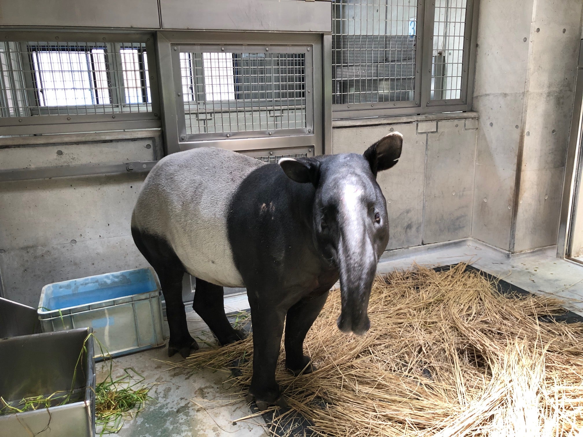 よこはま動物園 ズーラシアに マレーバク がやってきた リビング田園都市web