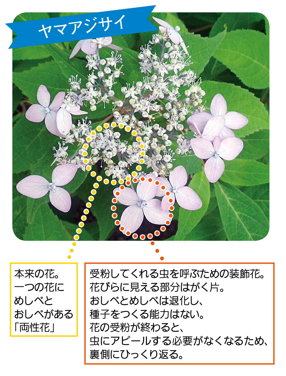 しっとり 花色七変化 アジサイに癒やされて リビング岡山web
