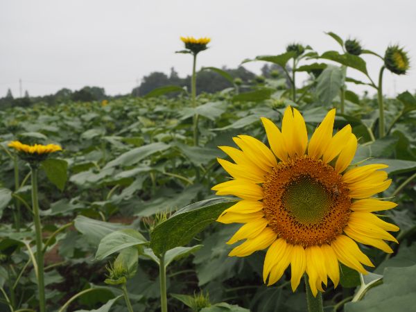 あけぼの山農業公園 柏 一面黄色 広大なひまわり畑の見頃は7月下旬 リビングかしわweb