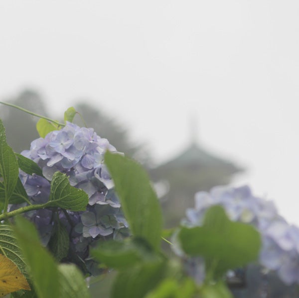 大多喜 麻綿原高原 まめばらこうげん あじさいの名所は7月中旬まで見頃 リビング千葉web
