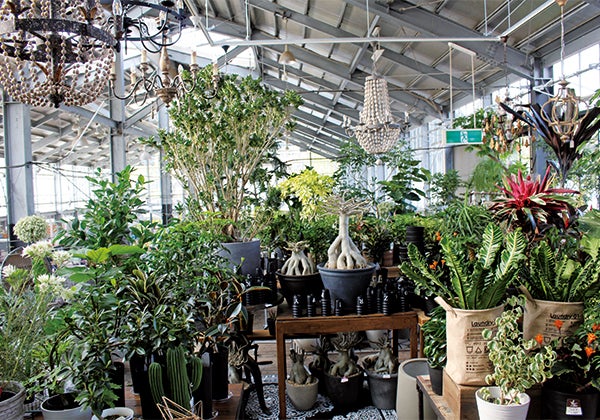 8 3 土 全品 オフ ガーデンガーデンの スペシャルサマーセール リビング仙台web