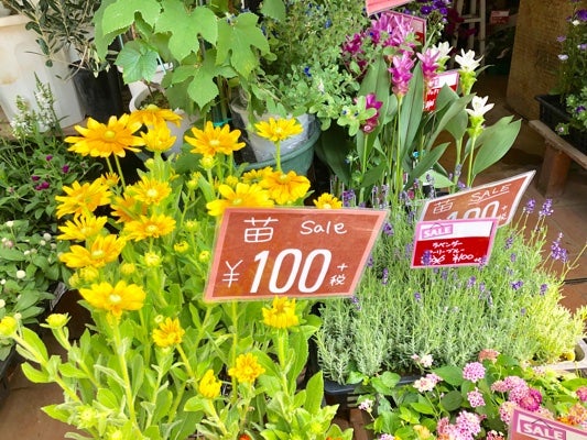 元町で100円苗が買える お得なお花屋さん Motomachi花こ もとまちはなこ リビング横浜web