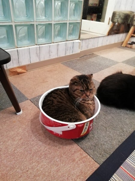 なでなでした い １ドリンク付き 猫カフェronron 大街道 リビングえひめweb