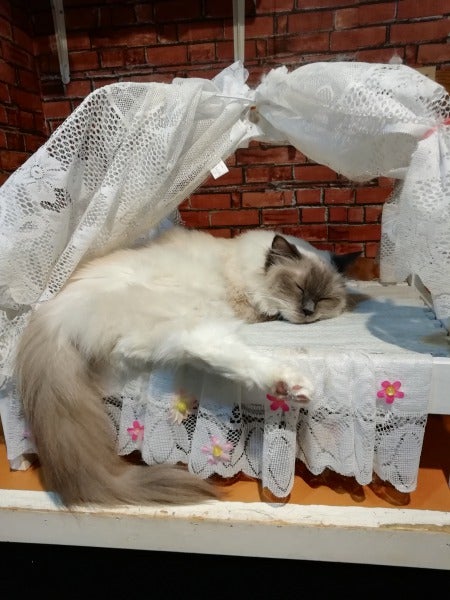 なでなでした い １ドリンク付き 猫カフェronron 大街道 リビングえひめweb