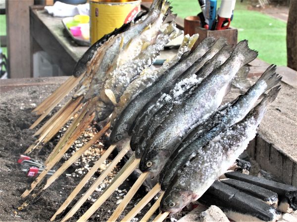 清水公園キャンプ場で マス釣り 体験 釣って塩焼き食べてきた 野田 リビングかしわweb