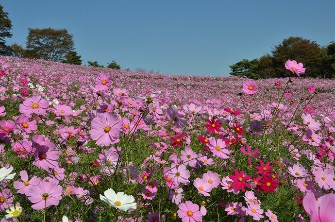 10 27 日 まで 国営昭和記念公園 コスモスまつり 開催中 リビング多摩web