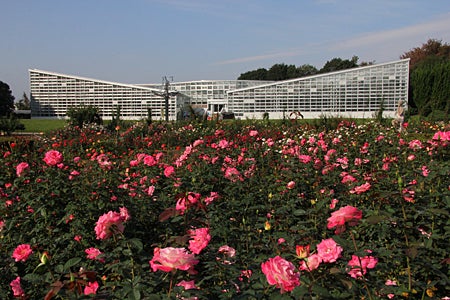 調布 秋のバラフェスタが神代植物公園で11 10 日 まで開催中 リビングむさしのweb